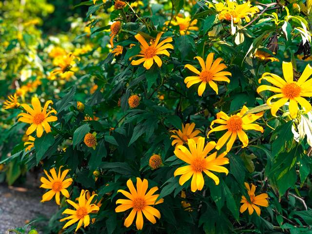 Mùa hoa dã quỳ ở Tây Nguyên